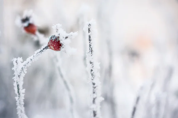 Foglie coperte di brina mattutina . — Foto Stock