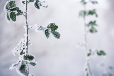 sabah frost ile kaplı yapraklar.