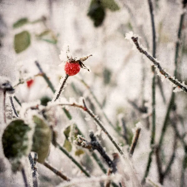 Leaves covered with morning frost. — Stock Photo, Image