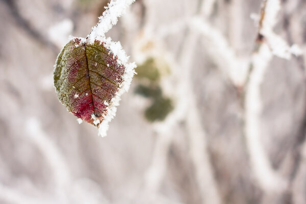 leaves covered with morning frost.