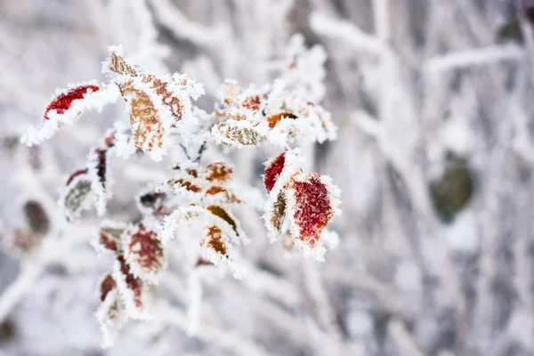 Feuilles couvertes de givre matinal . — Photo