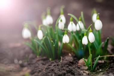 Bahar çiçek. Galanthus 