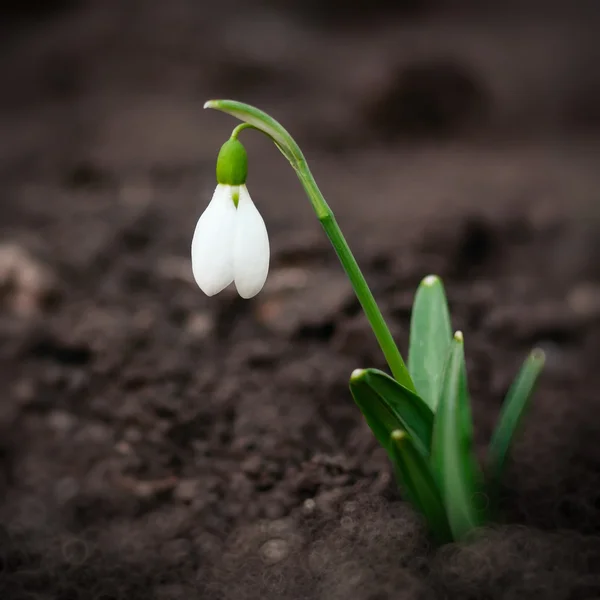 Voorjaar bloem. Galanthus — Stockfoto