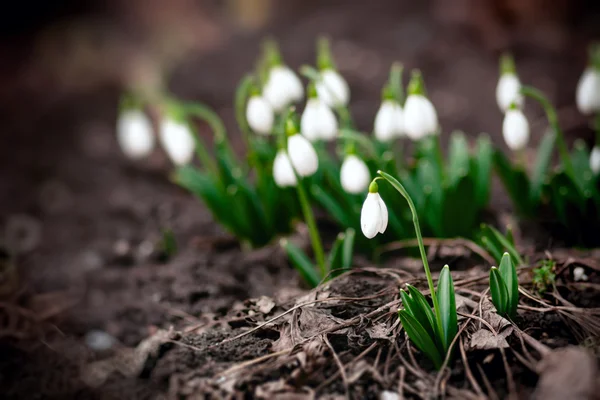 Bahar çiçek. Galanthus 