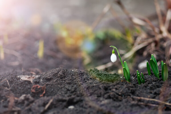 Весенний цветок Галант
 