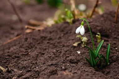 Bahar çiçek. Galanthus 