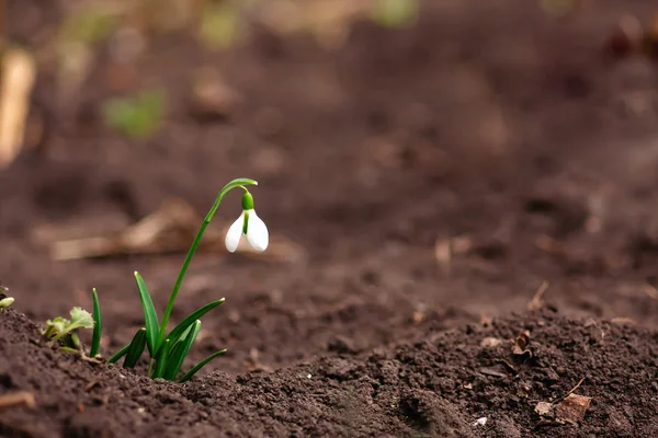 Fiore primaverile. Galanthus — Foto Stock