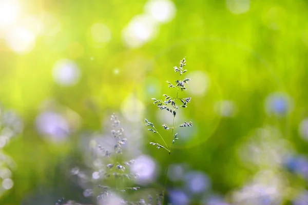 Grass spikelet — Stock Photo, Image