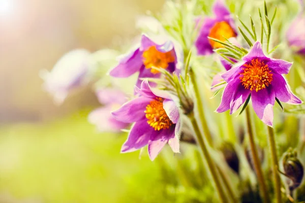 Bellissimo sfondo primavera — Foto Stock