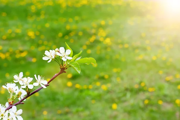 Fresh Spring background — Stock Photo, Image