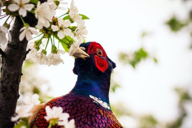 Sülün fotoğrafını ekrana kapatın