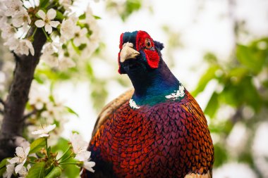 Sülün fotoğrafını ekrana kapatın
