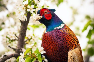 Close up photo of pheasant clipart