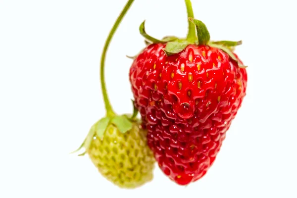 Strawberry on white background — Stock Photo, Image