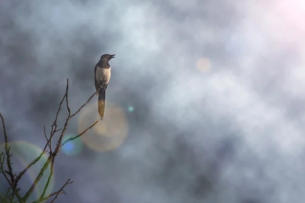 Magpie perched on a branch. — Stock Photo, Image