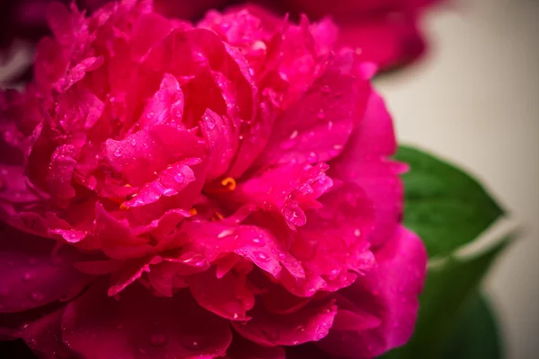 Różowe płatki, super makro — Zdjęcie stockowe