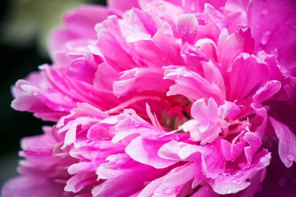 粉红色的花瓣，超级宏 — 图库照片
