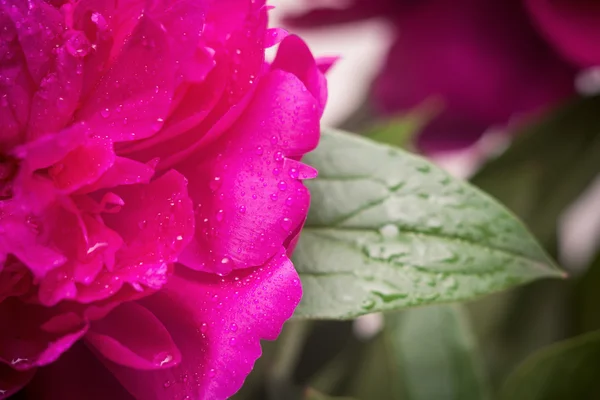 Rosa Blütenblätter, super Makro — Stockfoto