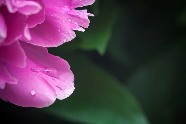 Rosa Blütenblätter, super Makro — Stockfoto