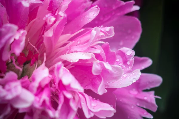 粉红色的花瓣，超级宏 — 图库照片