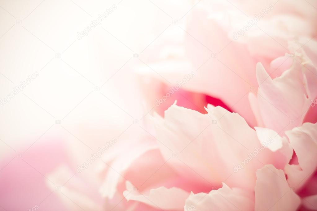 pink petals, super macro