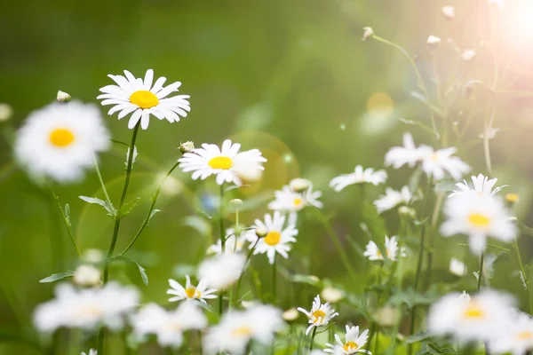 Gänseblümchen auf grünem Hintergrund — Stockfoto