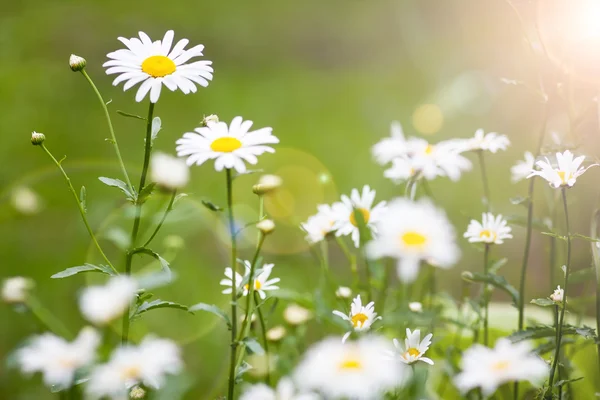 Daisy on green background — Stock Photo, Image