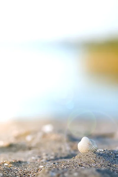 White small Shell on the beach — Stock Photo, Image