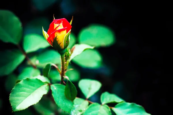 Rote Rose im Garten — Stockfoto