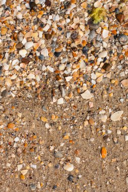 Kumsalda deniz kabukları