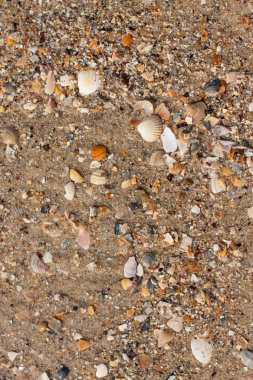 Kumsalda deniz kabukları