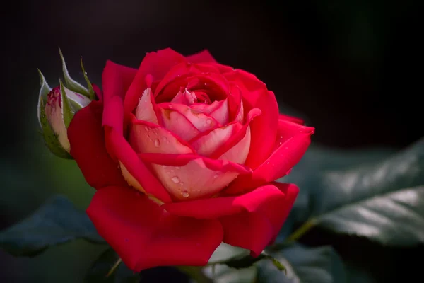 Rote Rose mit Wassertropfen — Stockfoto