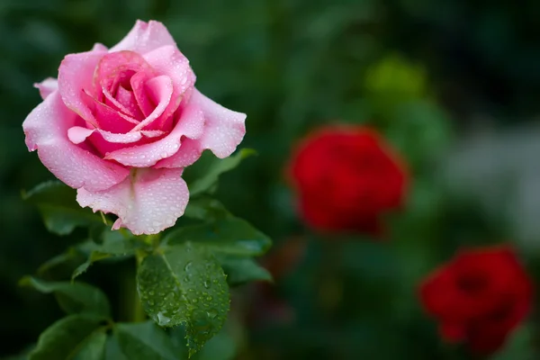 Rote Rose mit Wassertropfen — Stockfoto