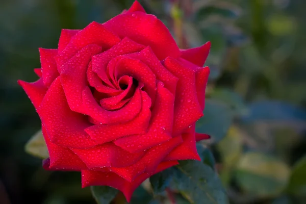 Červená růže s kapkou vody — Stock fotografie