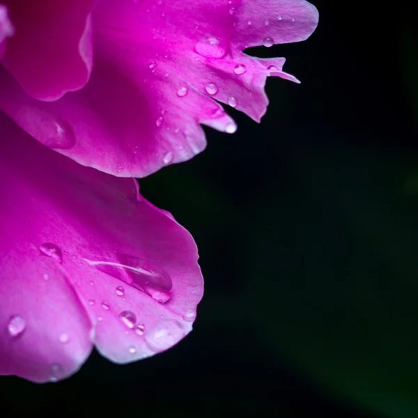 Pétalas rosa, super macro — Fotografia de Stock