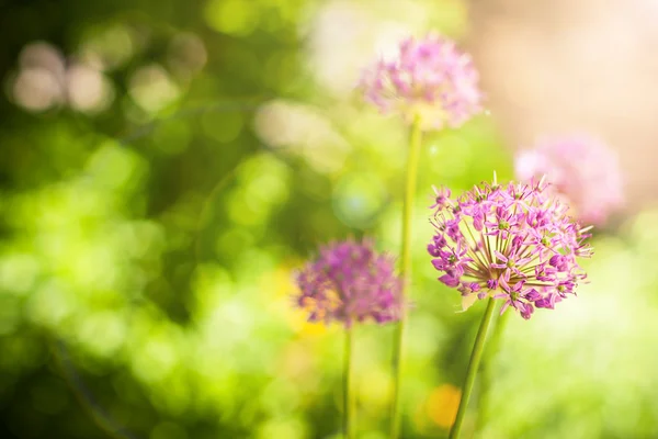 Piękne fioletowe kwiaty pola allium aflatunense — Zdjęcie stockowe