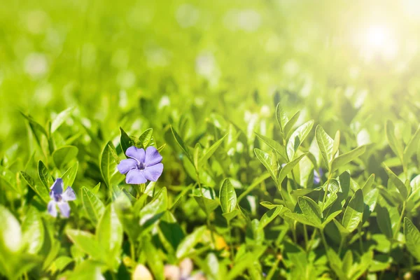Vackra små blå blommor i bakgrunden — Stockfoto
