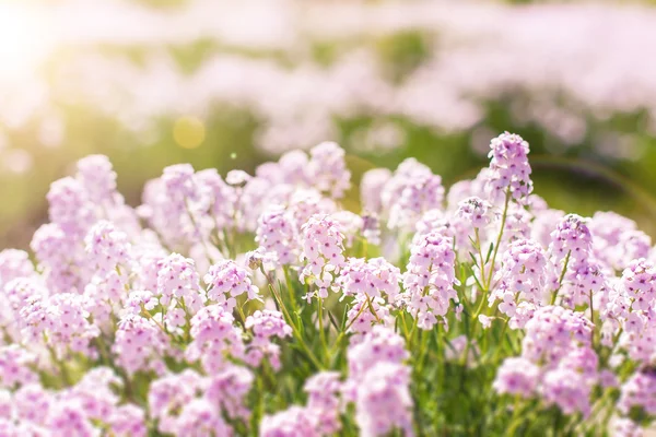 Beautiful small violet flowers — Stock Photo, Image