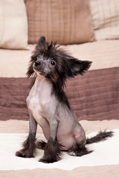 Chino peludo perro — Foto de Stock