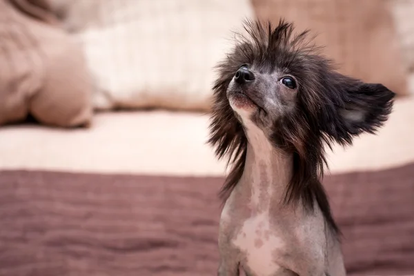 Cão desgrenhado chinês — Fotografia de Stock