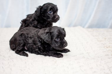 Çin yavru köpekleri