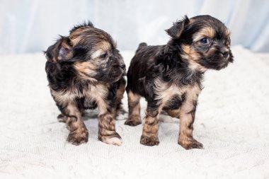 Çin yavru köpekleri