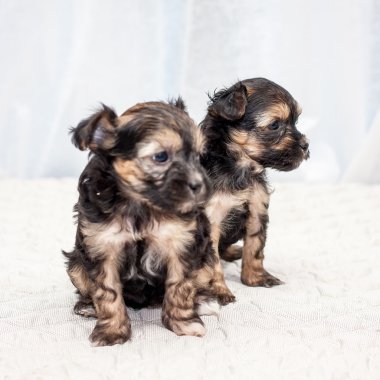 Çin yavru köpekleri