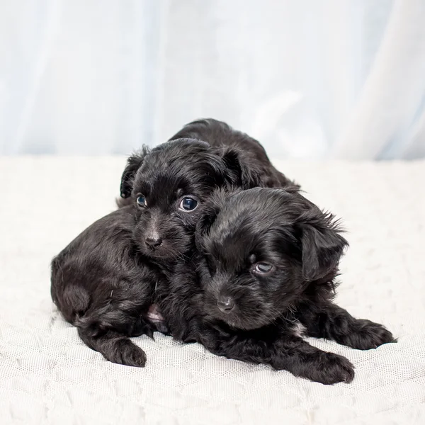 Chinese puppy dogs — Stock Photo, Image