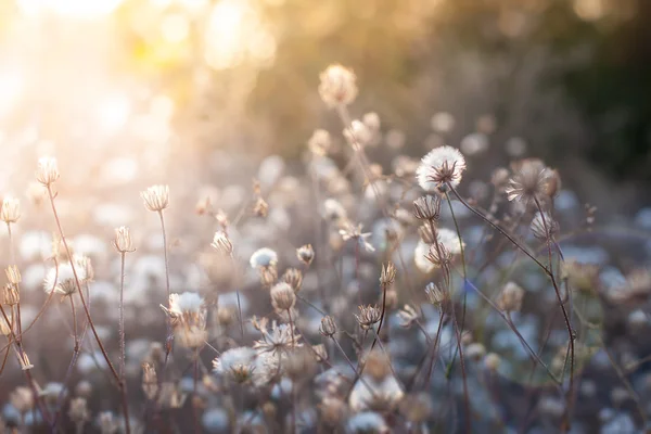 Flowers in sunset light — Stock Photo, Image