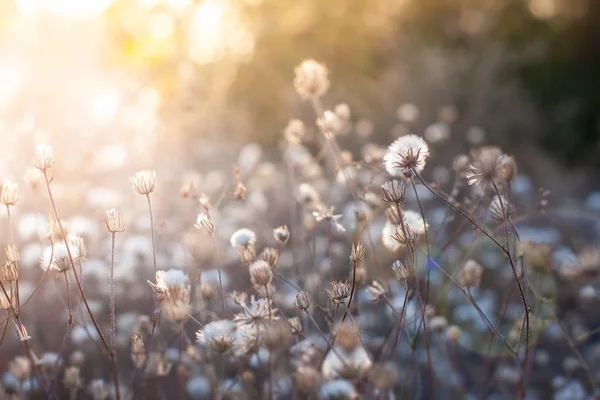 Flores ao pôr do sol luz — Fotografia de Stock