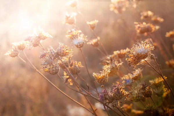 Bloemen bij zonsondergang licht — Stockfoto