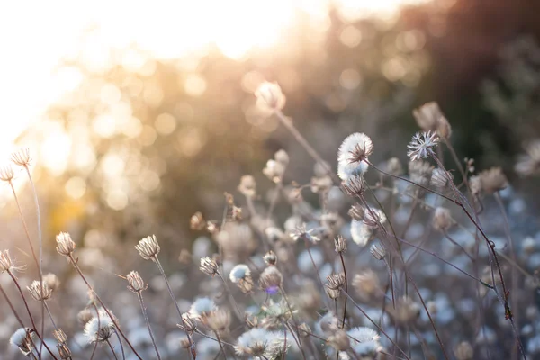 夕暮れ時の花々 — ストック写真