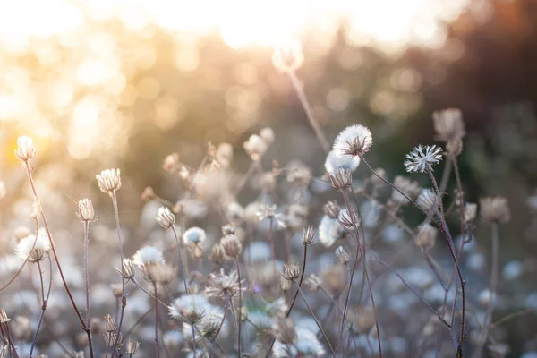 Kwiaty w świetle zachodu słońca — Zdjęcie stockowe