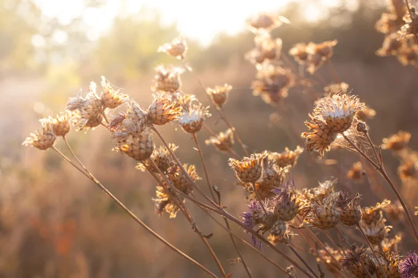 Flowers in sunset light — Stock Photo, Image